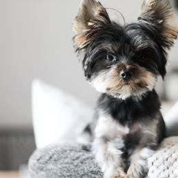 Apallo - Yorkshire Terrier