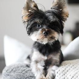 Apallo - Yorkshire Terrier