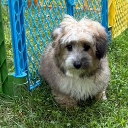 Oak - Brown and white male Aussiedoodle puppy in Allardt, Tennessee from Hearth&Hound Doodles