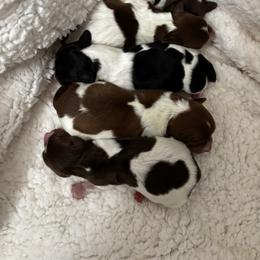 Mikey - Piebald male Dachshund puppy in Dorchester, Texas from Texas Mini Dachs