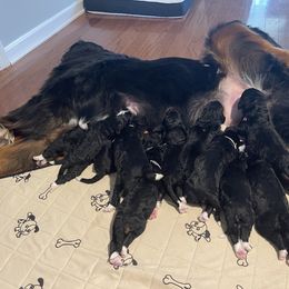 Bernedoodle Puppies from West by God Doods