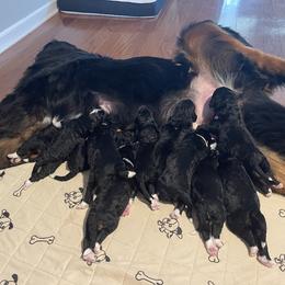Bernedoodle Puppies from West by God Doods
