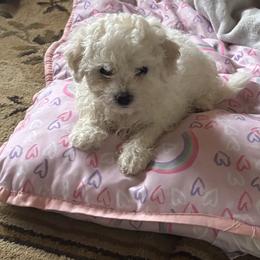 Rose - White female Bichon Frise puppy in Hagerstown, Maryland from Weeping Willow Farm