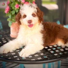 Buckaroo - Red tri-color male Aussiedoodle puppy in Ohio from Holley Doodles