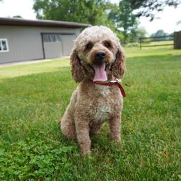 Cockapoo puppies from Home Raised Cockapoos