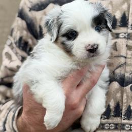 Cheetos - Blue merle male Toy Australian Shepherd puppy in Riverton, Utah from Iron Spirit Homestead & Aussies