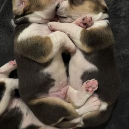 Harrier Puppies from Darkfire Harriers