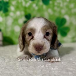 Boy one - Chocolate and cream male Dachshund puppy in Lakeland, Florida from Ruthie’s Rich Mini Dachshunds