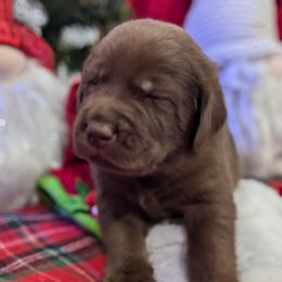 Labrador Retriever Puppies from Starfire Labradors