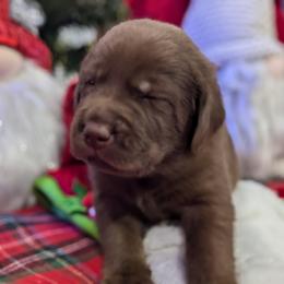 Labrador Retriever Puppies from Starfire Labradors