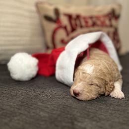 Goldendoodle Puppies from S_and_b_doodles