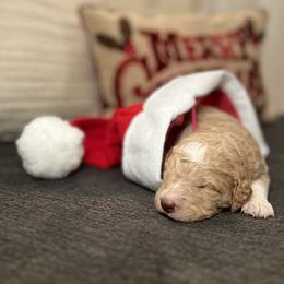 Goldendoodle Puppies from S_and_b_doodles