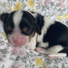Cavalier King Charles Spaniel Puppies from Kids and Canines