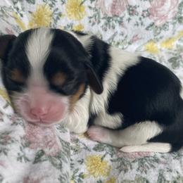 Cavalier King Charles Spaniel Puppies from Kids and Canines