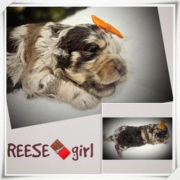 REESE - Brown merle female Aussiedoodle puppy in Houston, Texas from Jomelkin Furry Pals