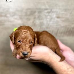 Kevin - Red  male Goldendoodle puppy in Abilene, Texas from Mesquite Kennels