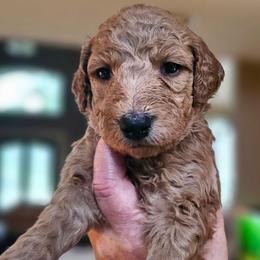 SUGAR - Apricot female Goldendoodle puppy in Harris County, Texas from Cute & Curly Doodles