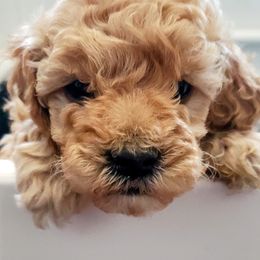 Goldendoodle Puppies from AJ'S Mini Doodles