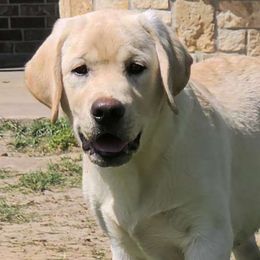 Lucchese - Yellow Labrador Retriever puppy in Texas from Mystic Pines Labradors
