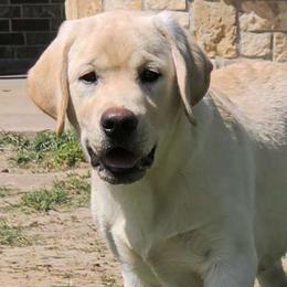 Lucchese - Yellow Labrador Retriever puppy in Texas from Mystic Pines Labradors