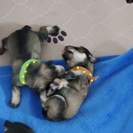 Miniature Schnauzer Puppies from Craft-ed Schnauzers