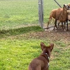 McNabs from Allegheny McNab Shepherds