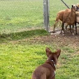 McNabs from Allegheny McNab Shepherds
