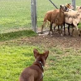McNabs from Allegheny McNab Shepherds