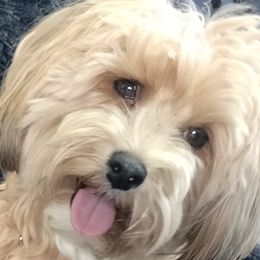 Skye - Havanese