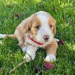 Chucky - Red male Bernedoodle puppy in Springville, Utah from Oodles of Bernedoodles