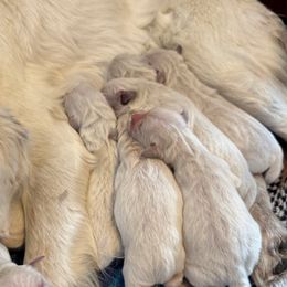 CyberBlade - Light golden male Golden Retriever puppy in Colorado Springs, Colorado from Sharp Guardians and Goldens