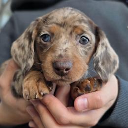 Amelia - Dapple female Dachshund puppy in Signal Mountain, Tennessee from Hot Diggity Doxens