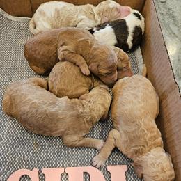 Girl 4 - female Poodle puppy in Detroit, Michigan from Pretty Spoiled Spoos llc