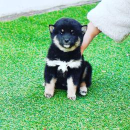 Shiba Inu Puppies from The Animal Farm Shiba Inu & Mameshiba Breeders