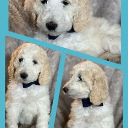 Aussiedoodle and Goldendoodle Puppies from Gray Doodles