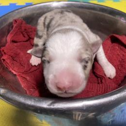 Alfrikr - White and red merle male Border Collie puppy in Aledo, Illinois from Claycreek Ranch