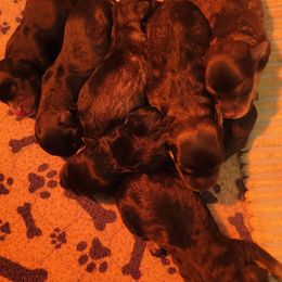Aussiedoodles and Goldendoodles from Boujee Breeds