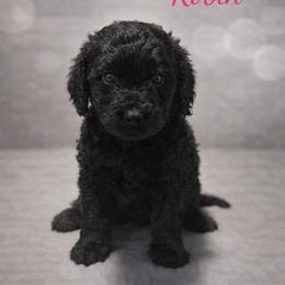 Robin Buckley - Black female Bernedoodle puppy in Bennett, Colorado from Darling Paws, LLC