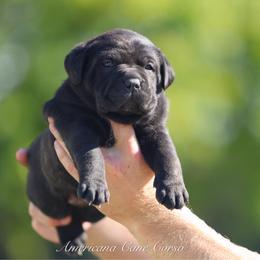 Maiko - Black brindle female Cane Corso puppy in Cable, Ohio from Americana Cane Corso