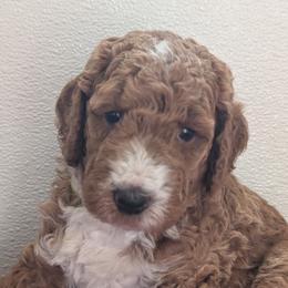 Paul - Red  male Poodle puppy in Rockvale, Tennessee from Robin's Nest Farm