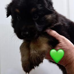 Elijah - Bi-color male German Shepherd puppy in Anderson, South Carolina from StaFra German Shepherd Dogs
