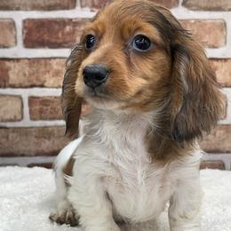 Emil - Dapple male Dachshund puppy in Industry, Illinois from KDKs Kennels