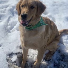 Scout - Golden Retriever