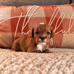 Velvet - Red female Cavapoo puppy in Mayo, Florida from Kingston’s Cavaliers