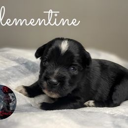 Clementine - Black tri female Miniature Australian Shepherd puppy in Brenham, Texas from Stone N Rose Kennels