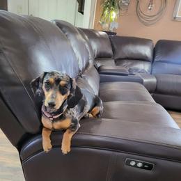 Marshmallow - Dachshund