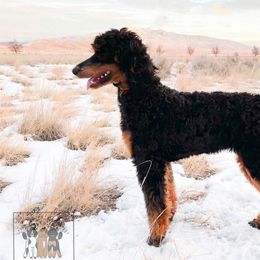 Poodle All Grown Up from Poodles of Pony Express