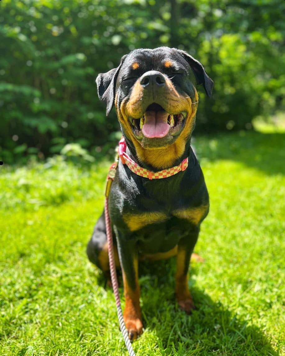 Eastern Mountain Danes & Rottweilers in Maine | Great Dane and ...