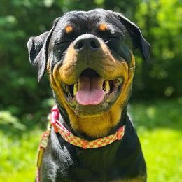 Great Danes and Rottweilers from Eastern Mountain Danes & Rottweilers