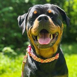 Great Danes and Rottweilers from Eastern Mountain Danes & Rottweilers